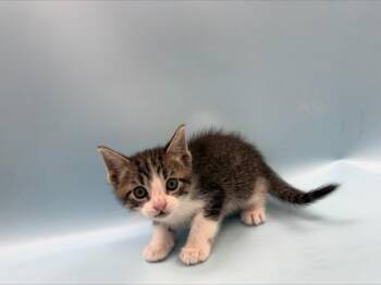 Witt -  Domestic Short Hair Cat for Adoption in Woodbury, Minnesota - Witt | PetCurious