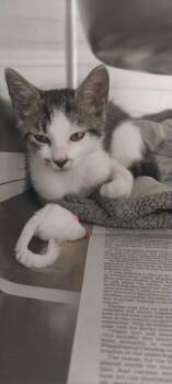 Benny -  Domestic Short Hair Cat for Adoption in North Miami Beach, Florida - Benny | PetCurious