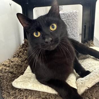Nico -  Domestic Short Hair Cat Available for Adoption in Puslinch, Ontario - Nico | PetCurious