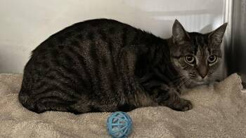 Mystie -  Domestic Short Hair Cat for Adoption in Trenton, New Jersey - Mystie | PetCurious