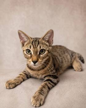 taylor -  Tabby Cat for Adoption in Miami, Florida - Taylor | PetCurious