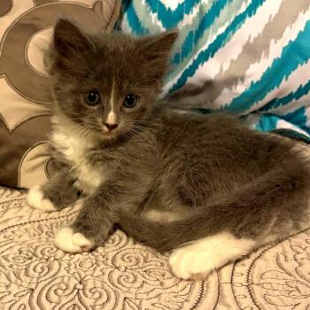 Domestic Short Hair Cats Available for Adoption in Wichita, Kansas - Birch | PetCurious
