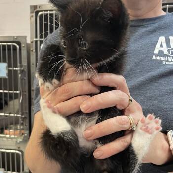 Tipsy Tail -  Domestic Short Hair Cat for Adoption in Port Charlotte, Florida - Tipsy Tail | PetCurious