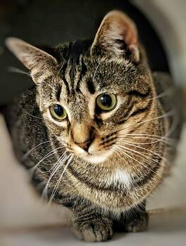 Domestic Short Hair and Tabby Cats Available for Adoption in Littlestown, Pennsylvania - Tinkerbell | PetCurious