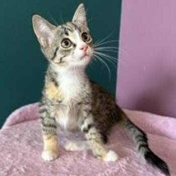 Detroit -  Domestic Short Hair Cat for Adoption in Sweetwater, Tennessee - Detroit | PetCurious