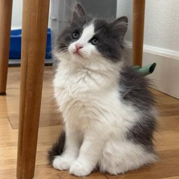 Dove -  Domestic Short Hair Cat for Adoption in Wilsonville, Oregon - Dove | PetCurious