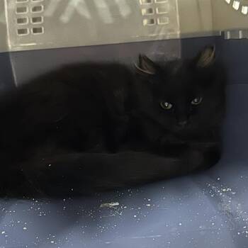 Cash -  Domestic Short Hair Cat for Adoption in Salt Lake City, Utah - Cash | PetCurious