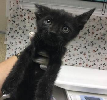 POSSUMY -  Domestic Short Hair Cat for Adoption in Riverside, California - POSSUMY | PetCurious