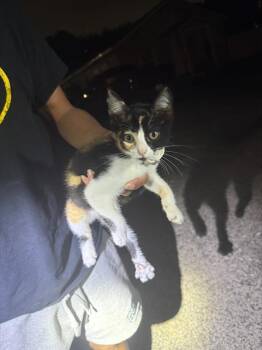 PEARLA -  Domestic Short Hair Cat for Adoption in San Antonio, Texas - PEARLA | PetCurious