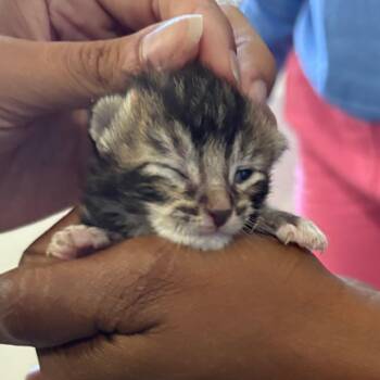 Domestic Short Hair Cats Available for Adoption in Tampa, Florida - Emu | PetCurious