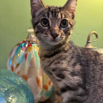 Domestic Short Hair Cats Available for Adoption - Oboe | PetCurious