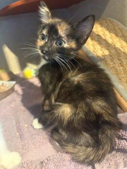 Lava -  Domestic Short Hair Cat for Adoption - Lava | PetCurious