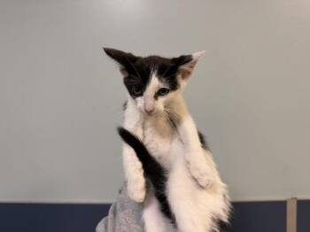 Domestic Short Hair Cats Available for Adoption in Doral, Florida - JAVA | PetCurious