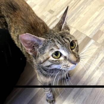 Rosie -  Domestic Short Hair Cat for Adoption in Las Vegas, Nevada - Rosie | PetCurious