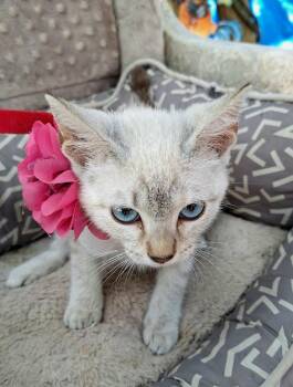 Plum-Blossom WA14577-T LOCAL Adoption Event in Bellevue 8/21 -  Siamese Cat for Adoption in Missouri City, Texas - Plum-Blossom WA14577-T LOCAL Adoption Event In Bellevue 8/21 | PetCurious