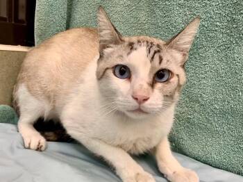 HERMES -  Siamese and Domestic Short Hair Cat for Adoption in Moreno Valley, California - HERMES | PetCurious