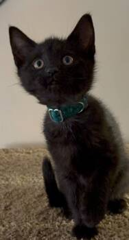 Rescue Domestic Short Hair Cats for Adoption in Parkville, Maryland - Paulie "Walnuts" Gualtieri | PetCurious