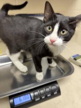 Domestic Short Hair Cats Available for Adoption - MoonShine | PetCurious