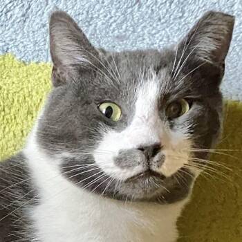 Richard -  Domestic Short Hair Cat for Adoption in Durham, North Carolina - Richard | PetCurious