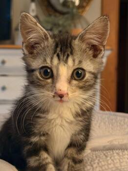 Toby -  Domestic Short Hair Cat for Adoption in Rensselaer, Indiana - Toby | PetCurious