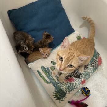 Rescue American Shorthair Cats for Adoption in Park Row, Texas - Fresa | PetCurious