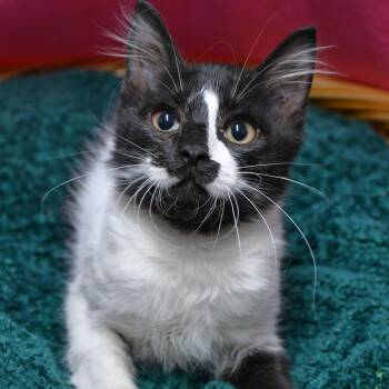 Canyon -  Domestic Short Hair Cat for Adoption in Beaumont, Texas - Canyon | PetCurious