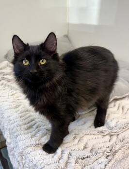 Emirates -  Domestic Medium Hair Cat for Adoption in Geneseo, Illinois - Emirates | PetCurious