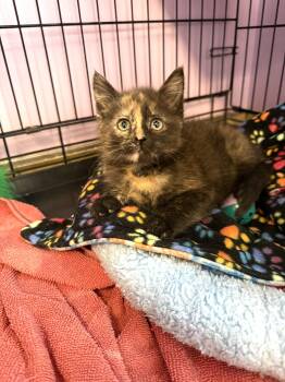 Marigold -  Domestic Short Hair Cat Available for Adoption in Reynoldsburg, Ohio - Marigold | PetCurious