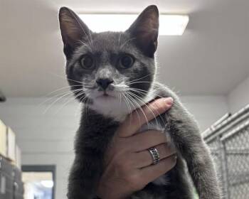 HUCKLEBERRY -  Domestic Short Hair Cat for Adoption in Olathe, Kansas - HUCKLEBERRY | PetCurious