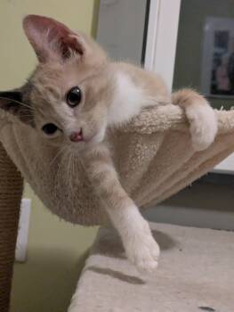 Clementine -  Calico Cat for Adoption in Mineral Point, Wisconsin - Clementine | PetCurious