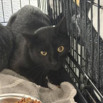 Paramore-Barn Cat -  Domestic Short Hair Cat for Adoption in Waterloo, Iowa - Paramore-Barn Cat | PetCurious
