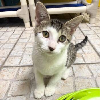 Socks -  Domestic Short Hair Cat for Adoption in St. Petersburg, Florida - Socks | PetCurious