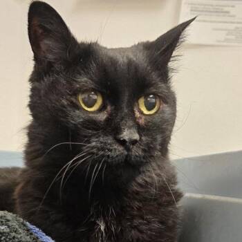 Lela -  Domestic Long Hair Cat for Adoption in Austin, Texas - Lela | PetCurious