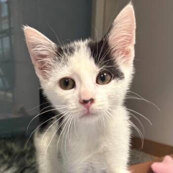 Fern -  Domestic Short Hair Cat for Adoption in East Hanover, New Jersey - Fern | PetCurious