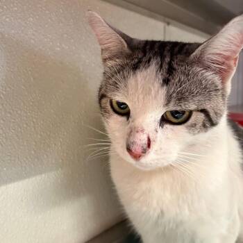 IVHS-Stray-142500 -  Domestic Short Hair Cat for Adoption in San Gabriel, California - IVHS-Stray-142500 | PetCurious