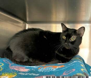 IRMA -  Domestic Short Hair Cat for Adoption in West Palm Beach, Florida - IRMA | PetCurious