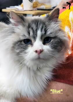 Domestic Long Hair Cats Available for Adoption - Blue | PetCurious