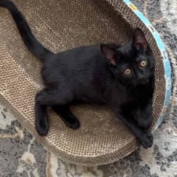 Luna M -  Domestic Short Hair Cat for Adoption in Lemoyne, Pennsylvania - Luna M | PetCurious