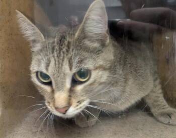 SOFIA -  Domestic Short Hair Cat for Adoption in Kent, Washington - SOFIA | PetCurious