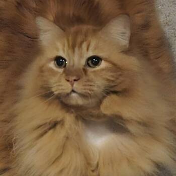 Rescue Domestic Long Hair Cats for Adoption in Decatur, Georgia - Cartman | PetCurious