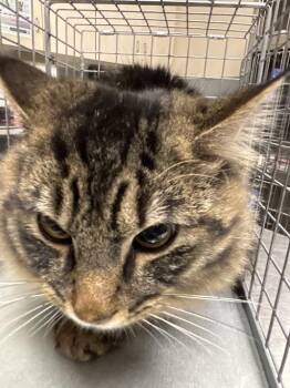 Domestic Short Hair Cats Available for Adoption in Las Vegas, Nevada - TOOTOO | PetCurious
