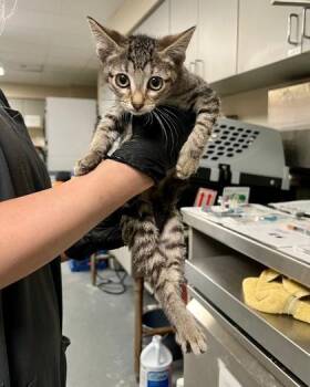 Sehari -  Domestic Short Hair Cat for Adoption in Fort Worth, Texas - Sehari | PetCurious