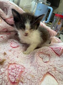 Apple -  American Shorthair Cat for Adoption in Van Wert, Ohio - Apple | PetCurious
