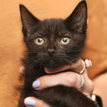 String Bean -  Domestic Short Hair Cat for Adoption in Allentown, Pennsylvania - String Bean | PetCurious