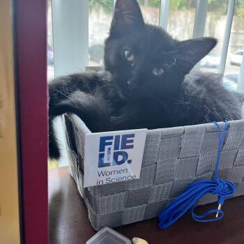 Rescue Domestic Short Hair Cats for Adoption in Rochester Hills, Michigan - Wednesday | PetCurious