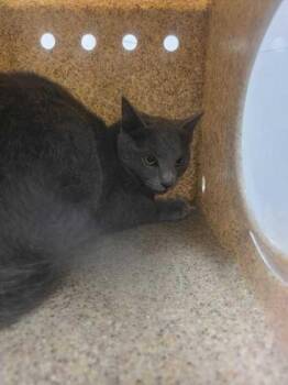 Domestic Short Hair Cats Available for Adoption in Sevierville, Tennessee - Belize | PetCurious