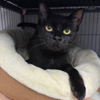 Rescue Domestic Short Hair Cats for Adoption in Puslinch, Ontario - Espresso | PetCurious