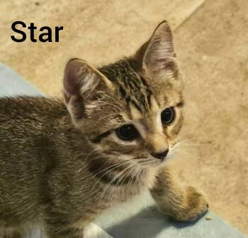 Star -  Tabby and American Shorthair Cat for Adoption in Shrewsbury, Massachusetts - Star | PetCurious