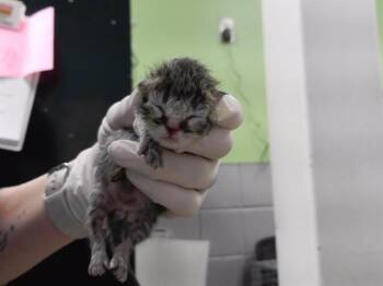 RALSEI -  Domestic Short Hair Cat for Adoption in Omaha, Nebraska - RALSEI | PetCurious