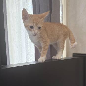 Kovu (brother to Simba) -  American Shorthair Cat for Adoption in Hickory, North Carolina - Kovu (brother To Simba) | PetCurious